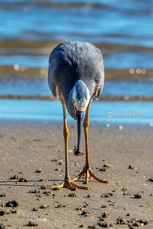 蓝鹭(Ardea herodias)